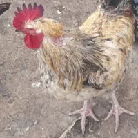 خروس معاوضه با جوجه مرغ