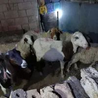 گوسفند