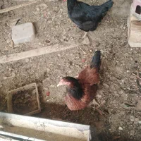 حیوانات مزرعه مرغ وخروس