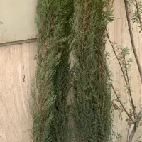 درختچه مصنوعی کاج