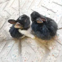 بچه خرگوش