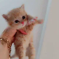 گربه های ریزه میزه