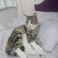 گربه نر|گربه|اردبیل, |دیوار