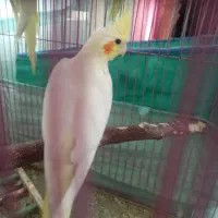 جوجه دون خور شده عروس هلندی