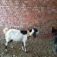 جوان یک شکم زایده