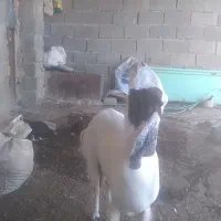 بزه