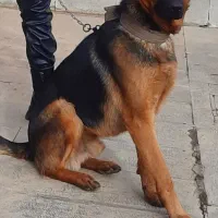 ژرمن ورک لاین جهت کشش