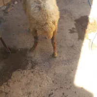 یک گوسفند گوشتی