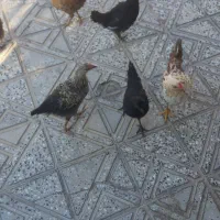 جوجه مرغ