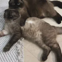گربه