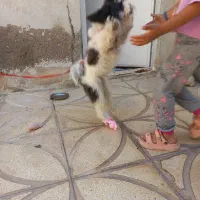 توله سگ شیتزو