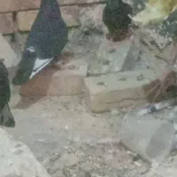 زاغ