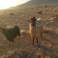 چپش نر