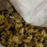 گل ختمی|گل و گیاه طبیعی|شهرکرد, |دیوار