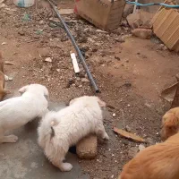 سگ به همراه ۴عدد توله