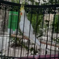 فروش عروس هلندی