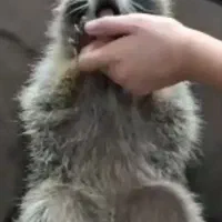 پت خانگی سگ گربه
