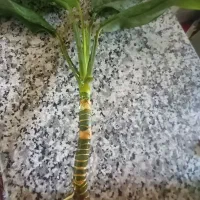 قلمه