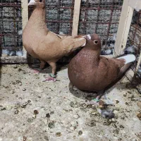 نرماده زرد گلی دم سفید