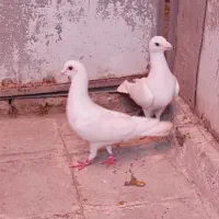 نر و ماده سفید مهر شهرستانی پلاکی آلمانی مسافتی س