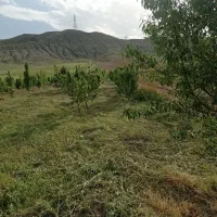 باغ گلابی