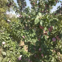 فروش-باغ-آلو-و-گردو