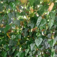 نیاز مند کارگر گل چین ۵نفر