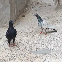 کفتر زاغ ایرانی و کله سیاه تیدی کراس پاکستانی