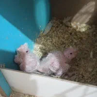 جوجه عروس چشم شرابی