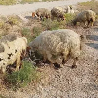 ۲۵ راس گوسفند