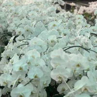 استخدام منشی اجرایی خانم در گل فروشی