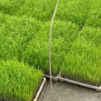 توم هاشمی/باکس نشا