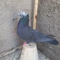 کبوتر پرشی نر کله برنجی کاکل کله ماستی
