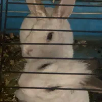 واگذاری یک جفت خرگوش برای سرپرستی