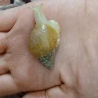 حلزون اچاچیتا