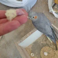 عروس هلندی
