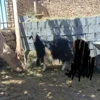 چپش ترکی چاق