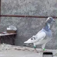 ابلغ سبز