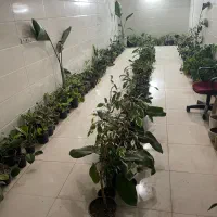 گل تخفیفی
