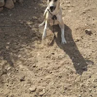سگ گله‌‌ای و نگهبان
