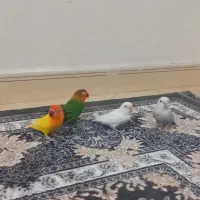 دو جفت کوتوله