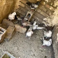 ۱۰تا کفتر ساعتی سالم فوری