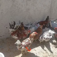 خروس گلین