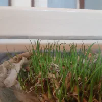 شلتوک عنبر بو چمپا بذری  شرطی شرطی