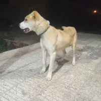 توله سرابی ۷ماهه درشت قیمت ۵تومن