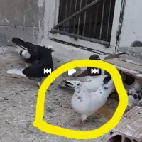 یه جفت کبوتر کله دمی