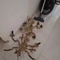 لوستر برنز
