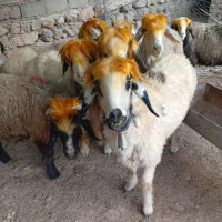 میش داشتی درجه یک