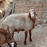 قوچ همو