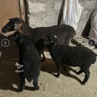 گوسفند دوقلو زا